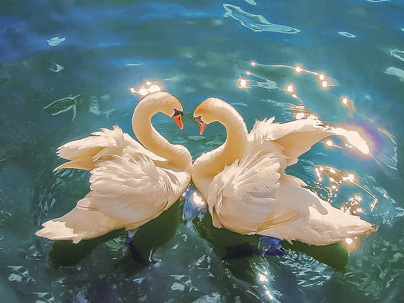 White Swans. - scenarys.birds. - оригинал
