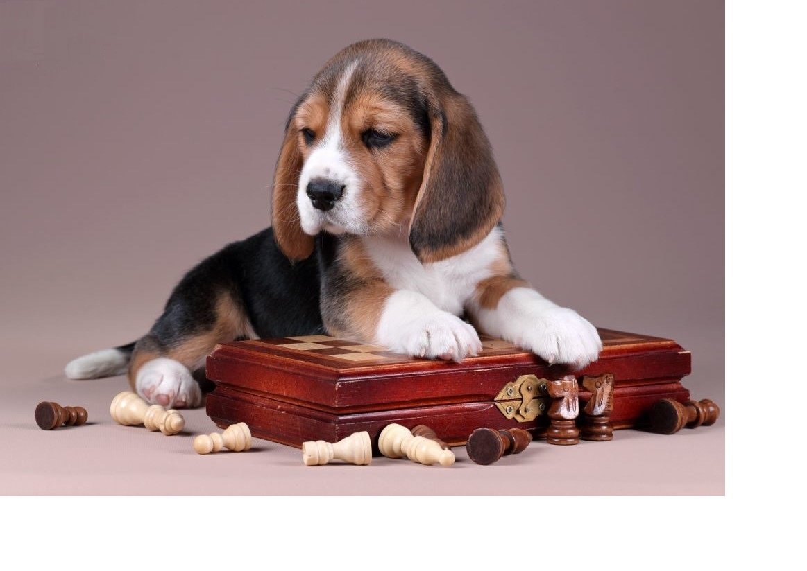 "Шахматист" - щенок, животные, собака, шахматы - оригинал