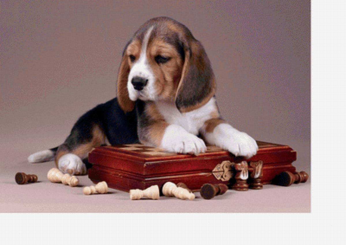 "Шахматист" - собака, животные, щенок, шахматы - предпросмотр