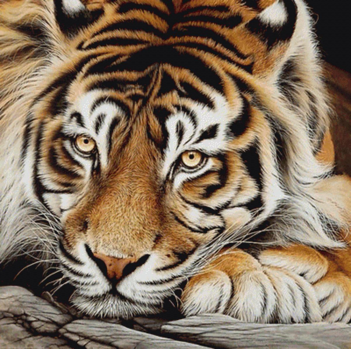 Взгляд тигра - предпросмотр