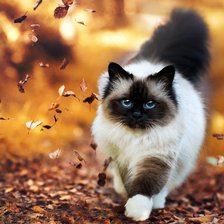 Схема вышивки «Летящей походкой,,,»