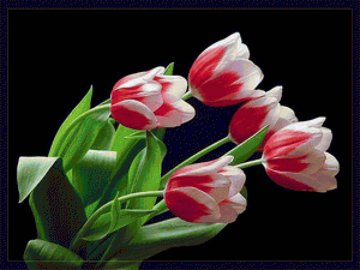 тюльпаны - тюльпан, цветы - предпросмотр