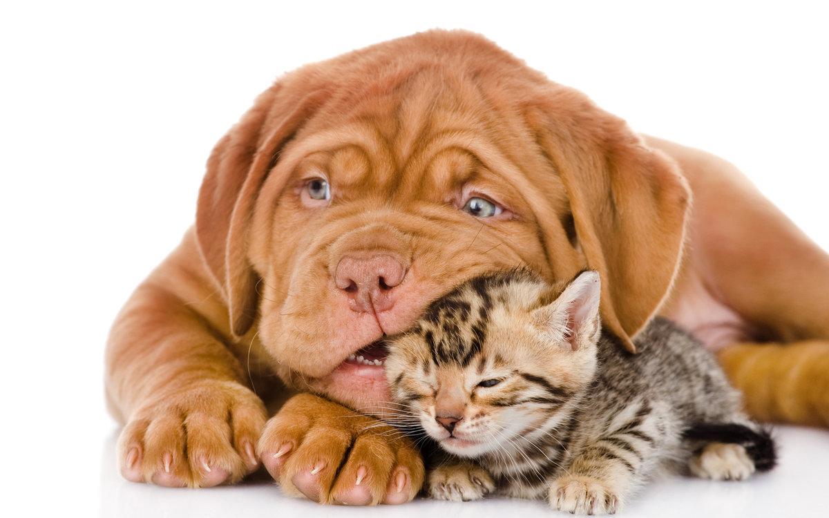 №2182789 - оригинал