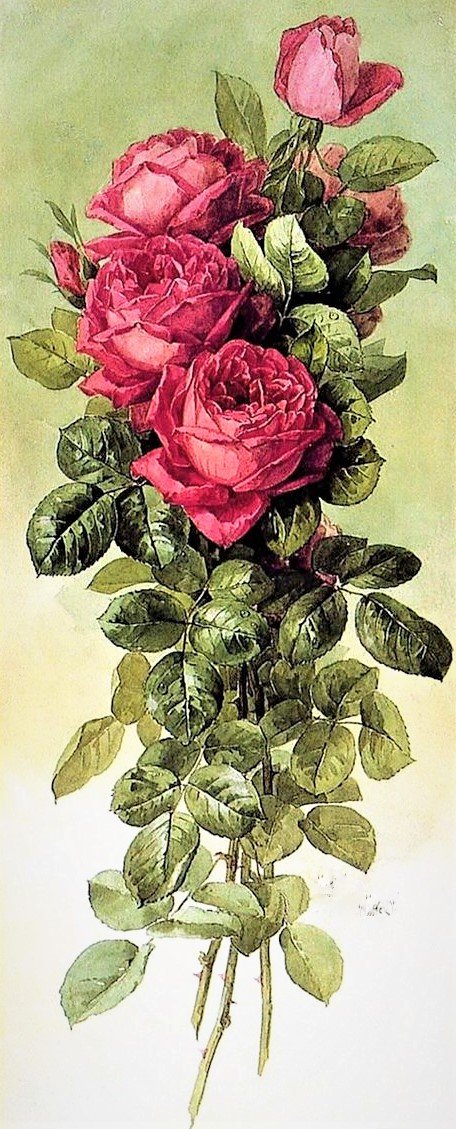 vintazh red rose - птицы, цветы - оригинал