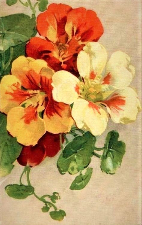 Nasturtsiya - цветы, птицы - оригинал