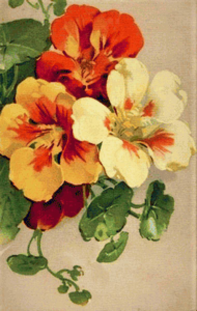 Nasturtsiya - цветы, птицы - предпросмотр