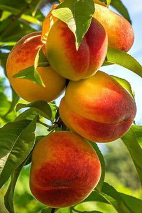 персики - персики - оригинал