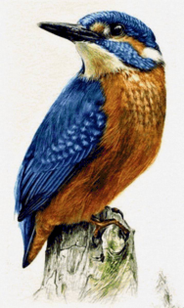 Birds 2 - птицы - предпросмотр