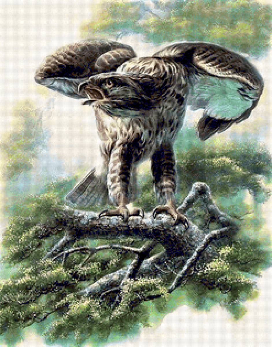 Birds 3 - птицы - предпросмотр