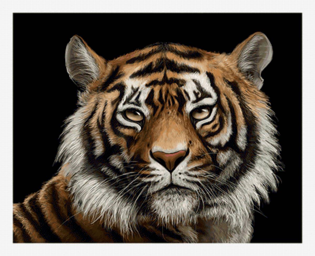 Тигр. - взгляд, хищник, живопись, тигр - предпросмотр