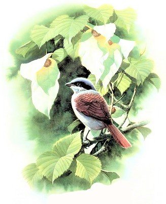 Birds 14 - птицы - оригинал