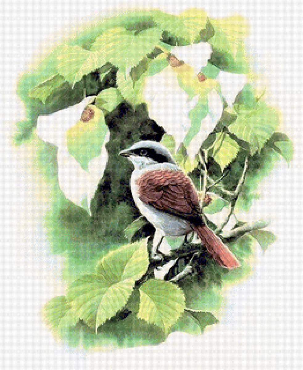 Birds 14 - птицы - предпросмотр