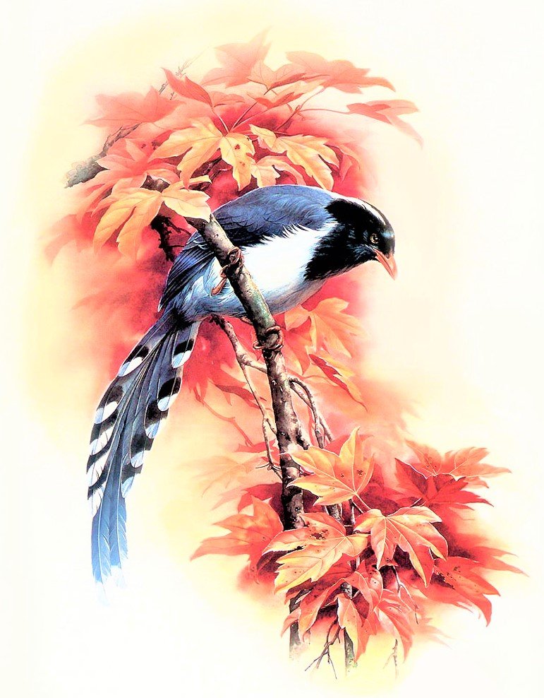 Birds 17 - птицы - оригинал