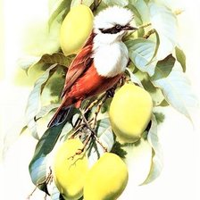 Схема вышивки «Birds 20»