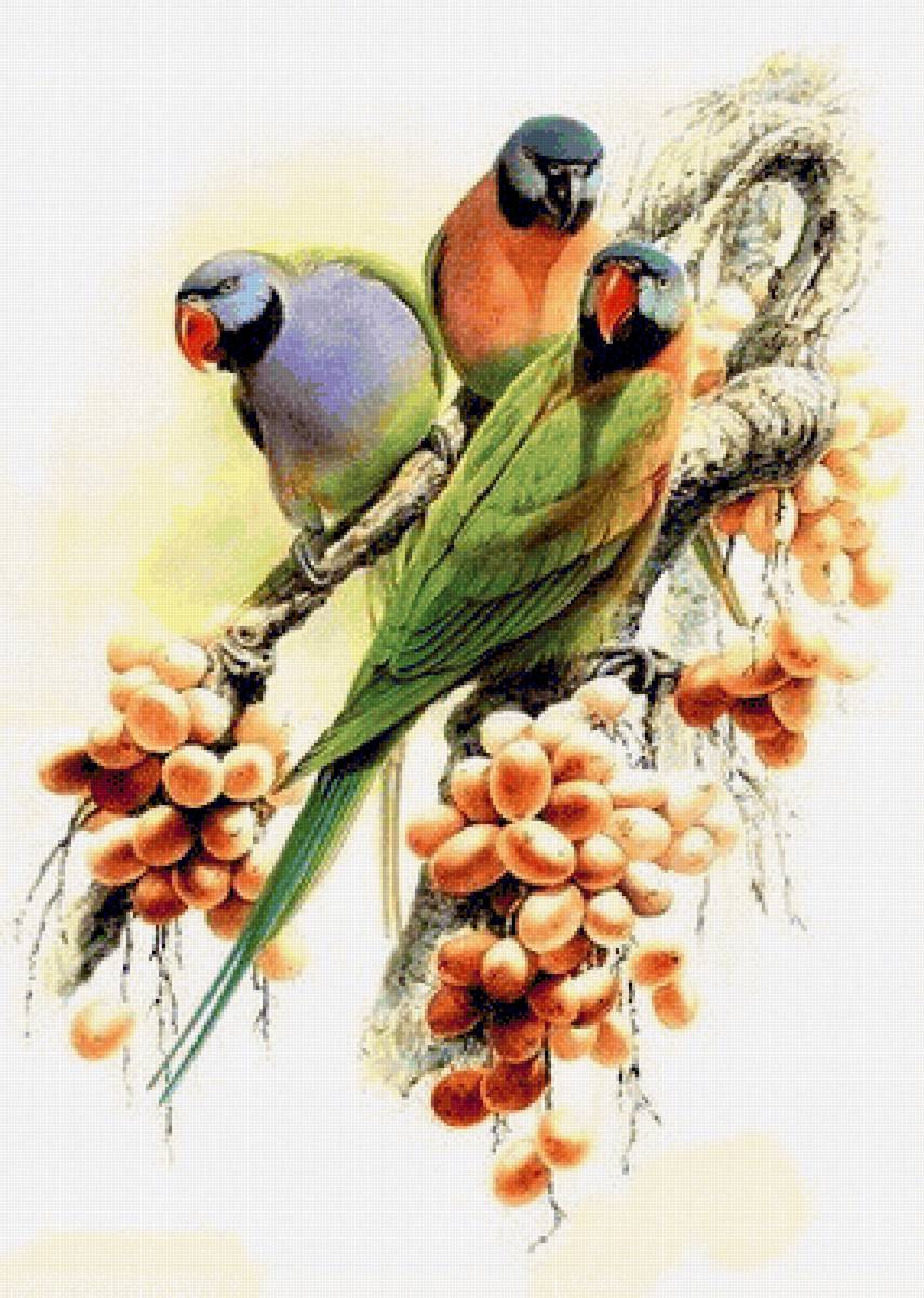 Birds 22 - птицы - предпросмотр