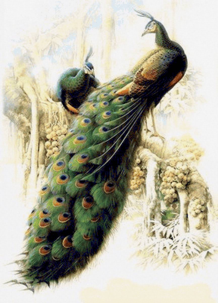 Birds 23 - птицы - предпросмотр