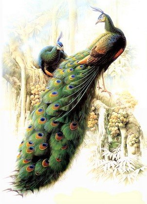 Birds 23 (gamma) - птицы - оригинал