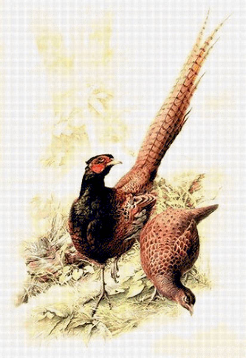 Birds 24 - птицы - предпросмотр