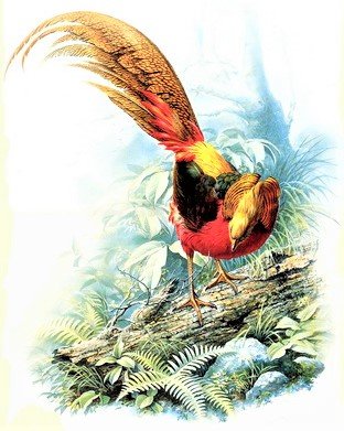 Birds 25 - птицы - оригинал