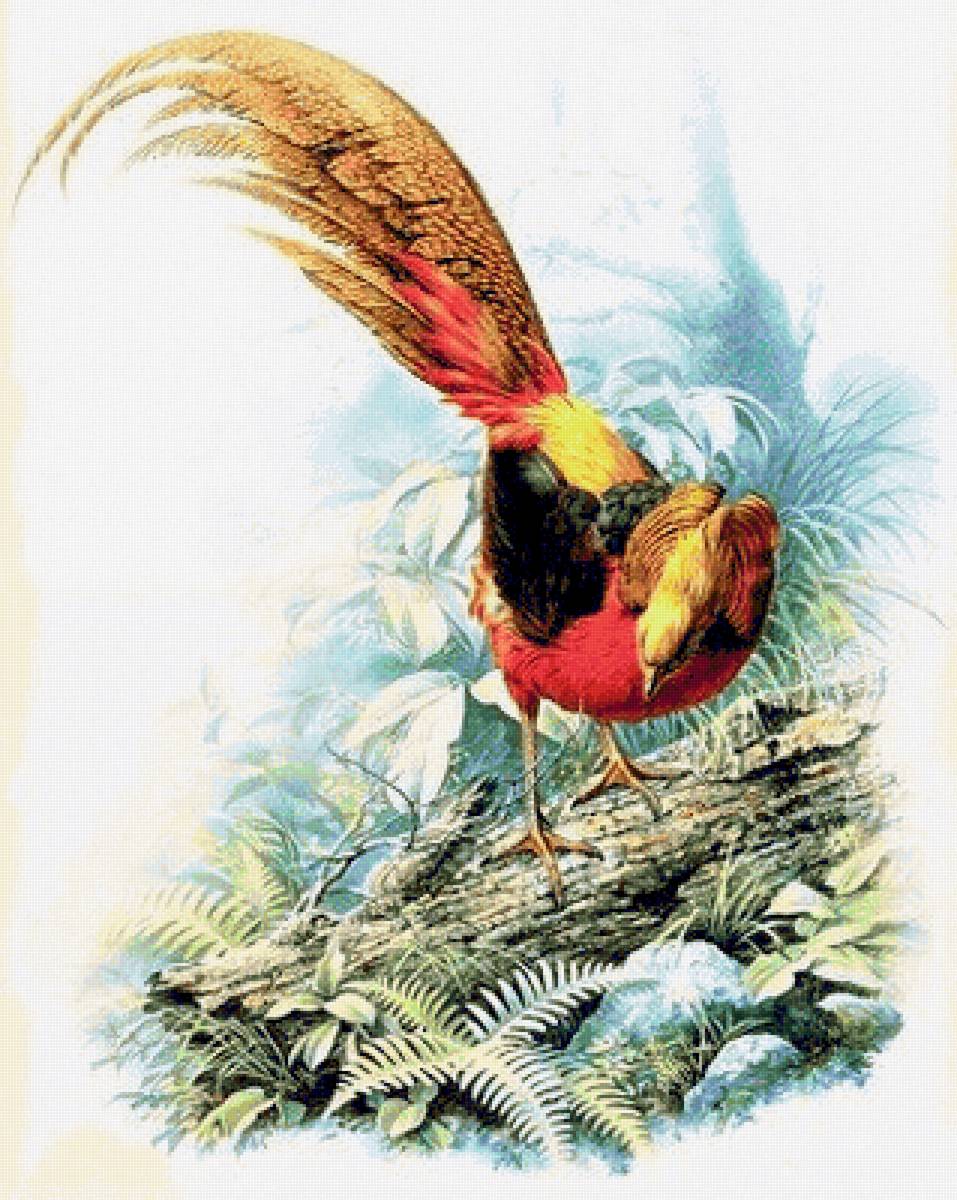 Birds 25 - птицы - предпросмотр