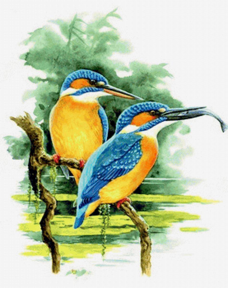 Couple Zimorodoks (gamma) - птицы - предпросмотр