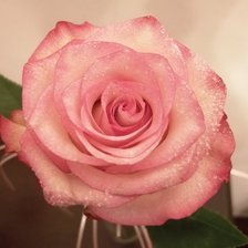 Схема вышивки «rosa»