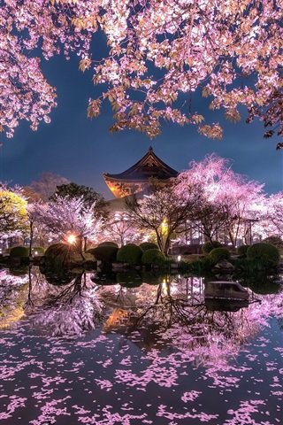 Ночь и сакура - япония, ночь, сакура - оригинал