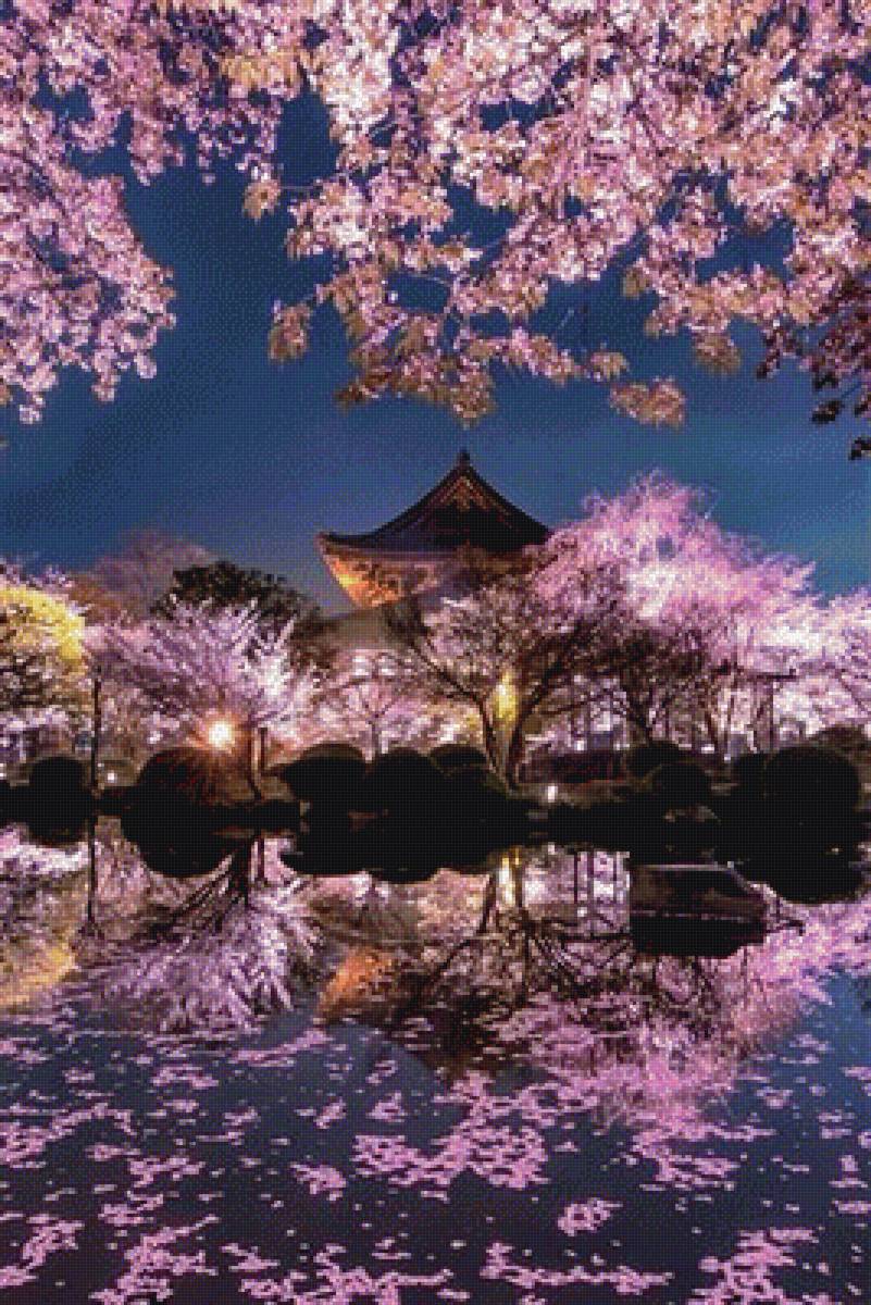 Ночь и сакура - ночь, сакура, япония - предпросмотр