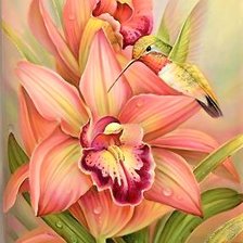 Colibri and Orhides