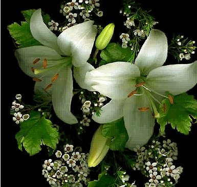 лилии - цветы, красота, лилии - оригинал