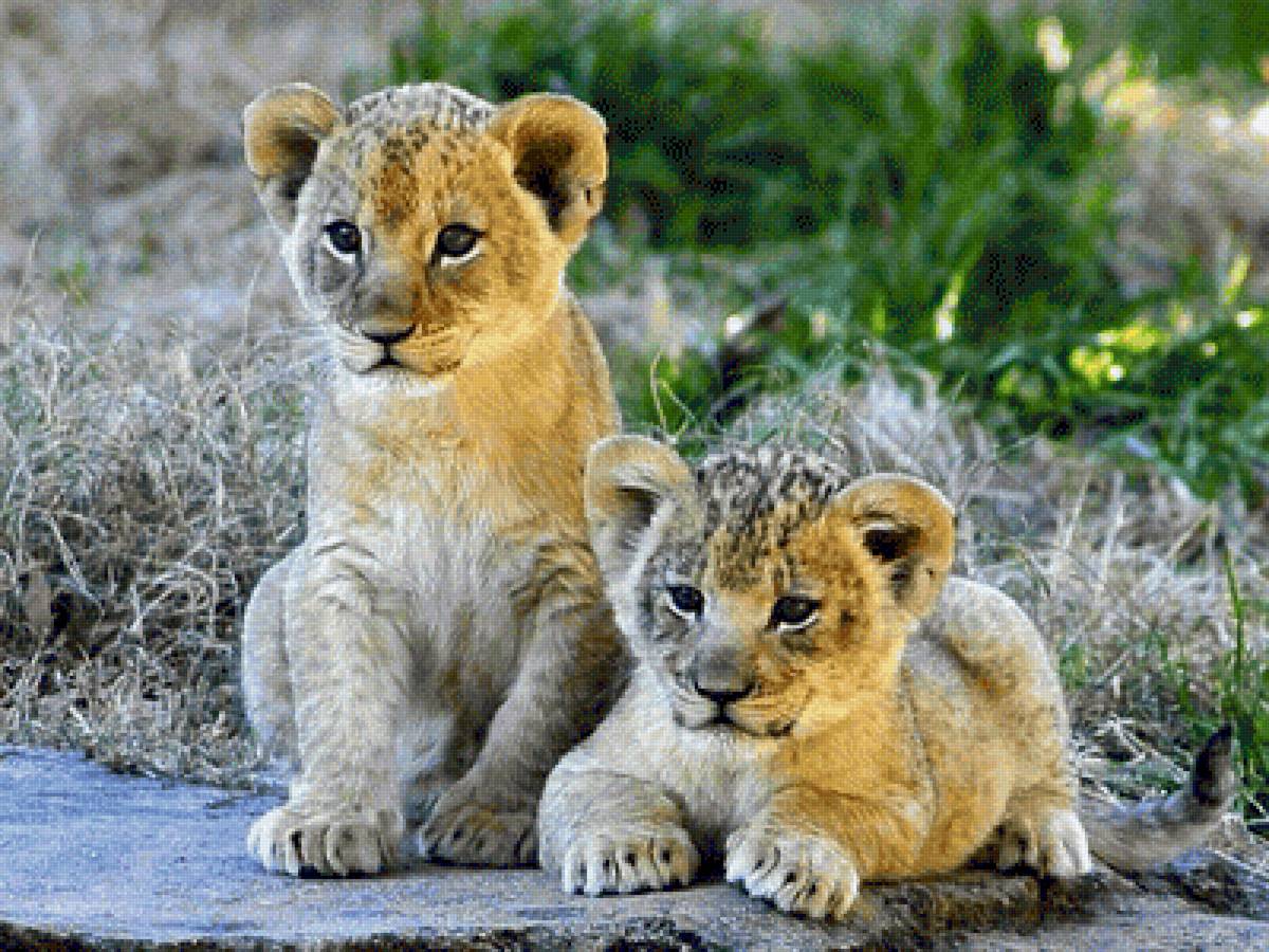 Животные - предпросмотр