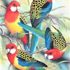 Australian parrots- Rosella