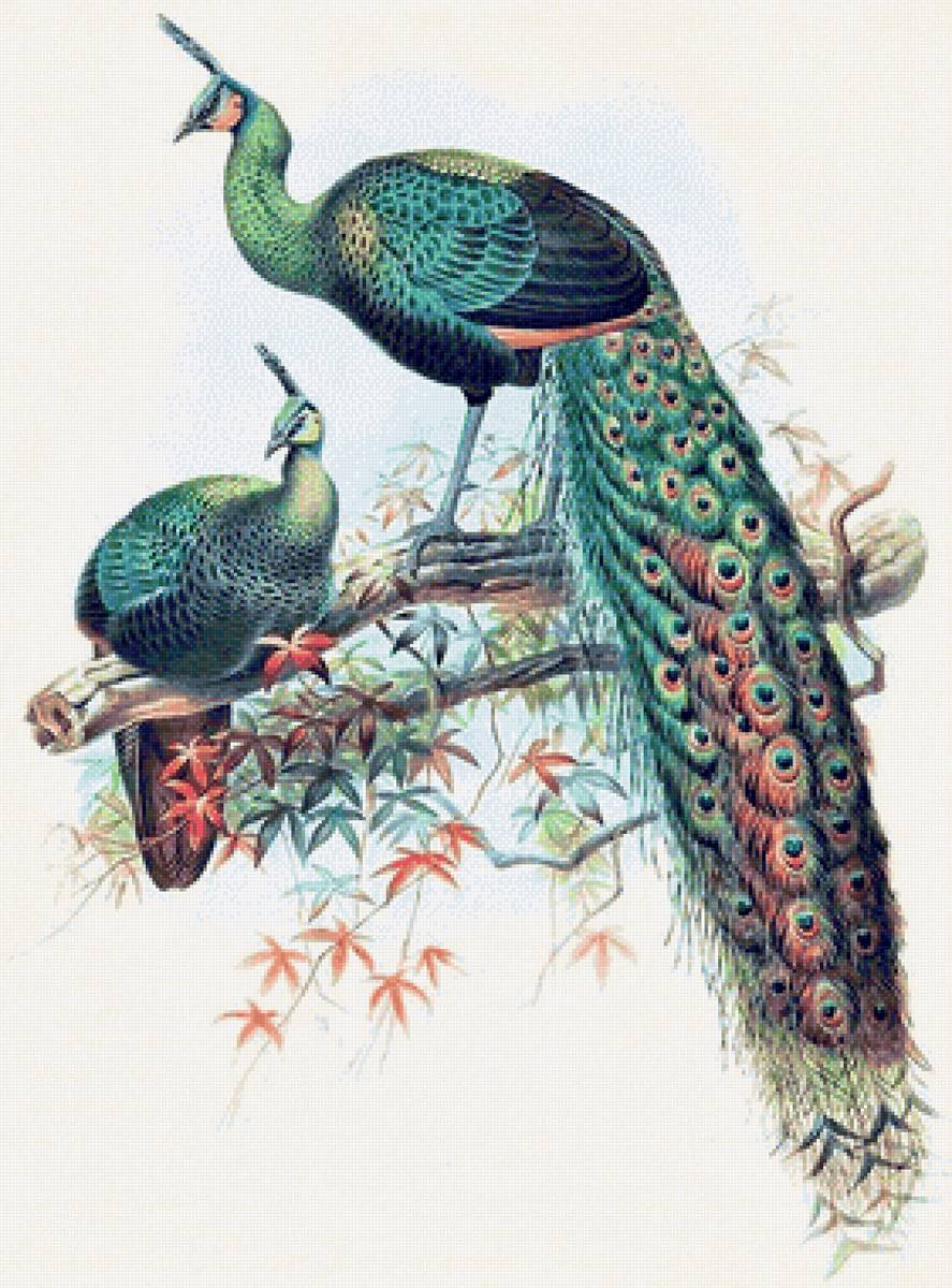 Couple pavlins - птицы - предпросмотр
