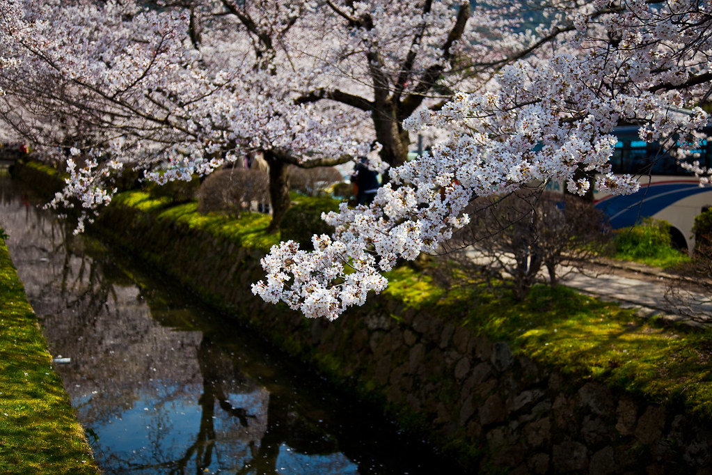 Пора цветения - сакура, отражение, небо, канал - оригинал