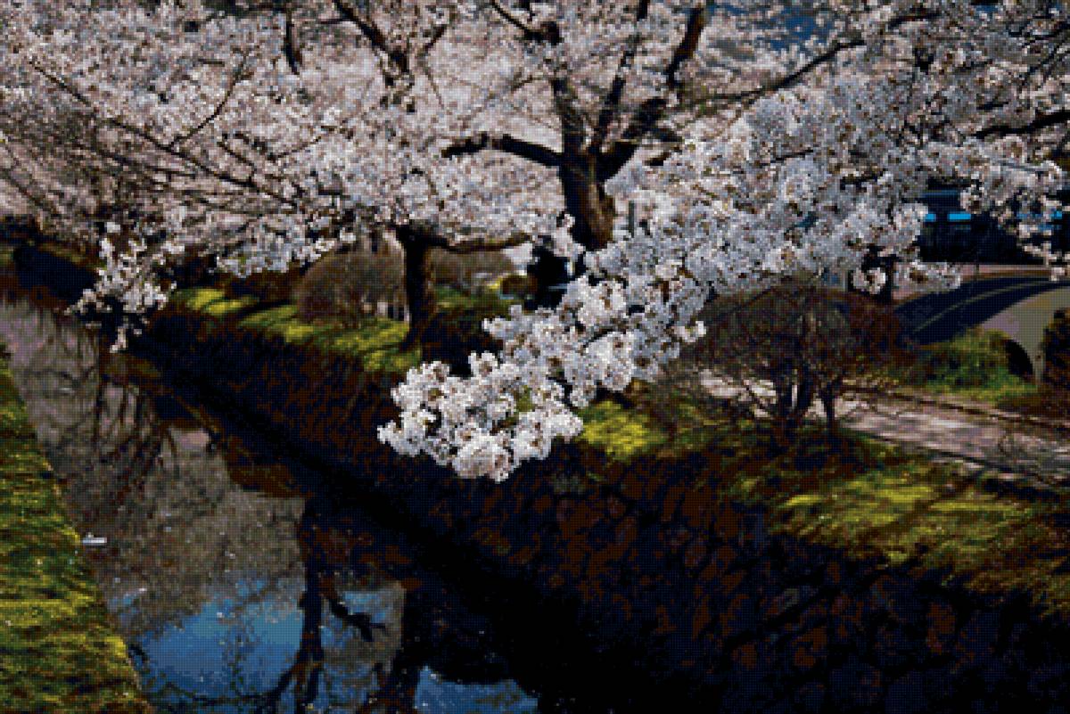 Пора цветения - небо, канал, отражение, сакура - предпросмотр