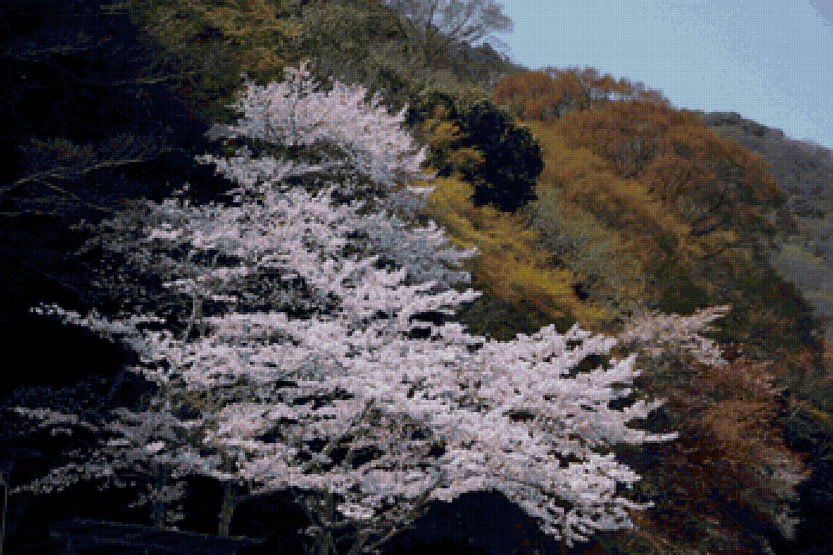 Весенняя палитра - сакура, япония, деревья, весна - предпросмотр