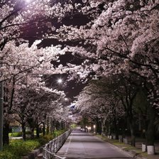 Схема вышивки «Ночь, улица, фонарь... и сакура»