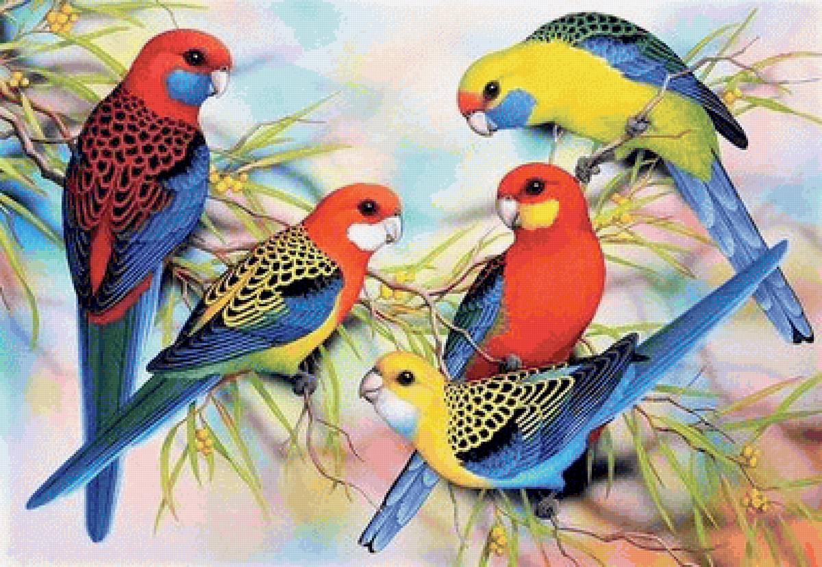 Rosellas - птицы - предпросмотр