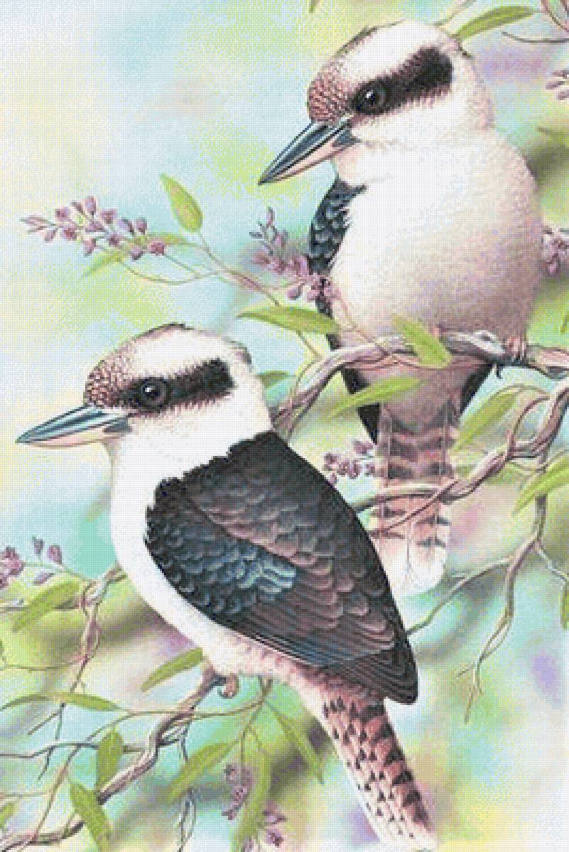 Kukubaras family - птицы - предпросмотр