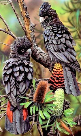 Black kakadu 2 - птицы - оригинал