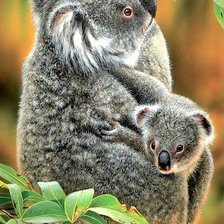 Схема вышивки «Koalas»