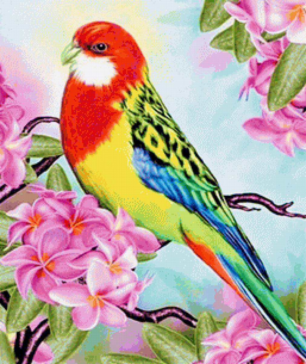 Rosella 3 - птицы - предпросмотр