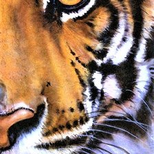 Glaz tigra
