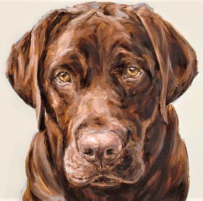 Chocolad labrodor - животные - оригинал