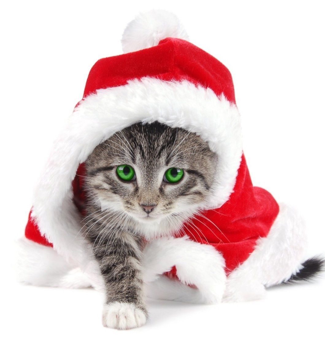 Рождественский кот - кот - оригинал