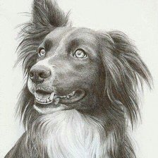 cão