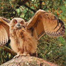 Схема вышивки «Сова»