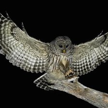 Схема вышивки «Сова»