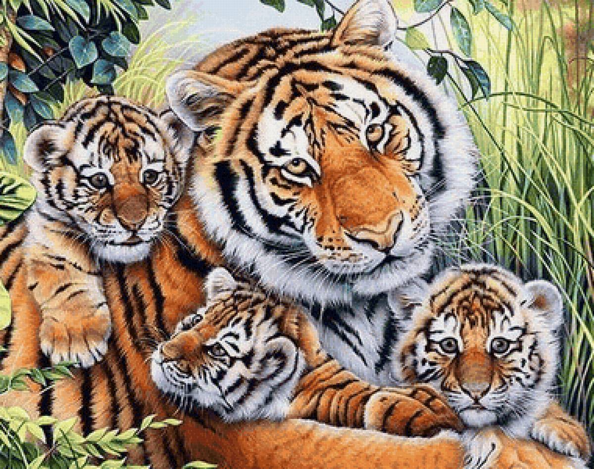 семья тигров - предпросмотр