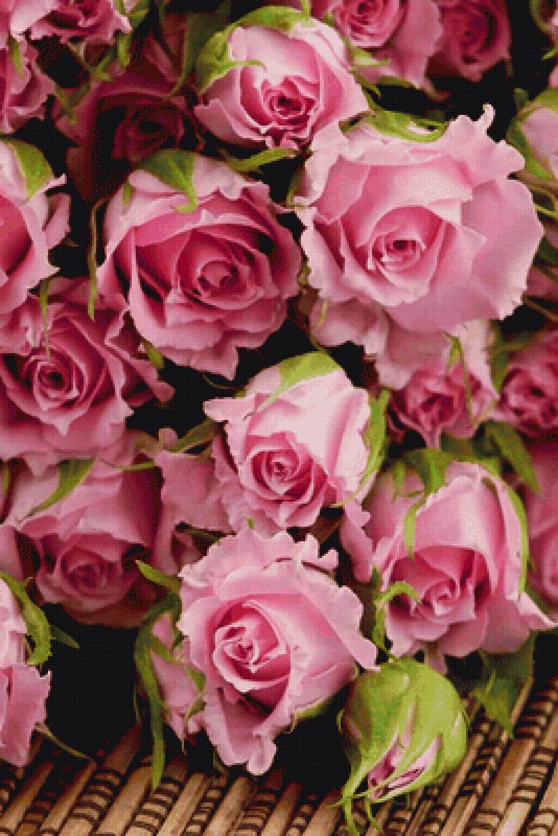 Нежные розы - розы, бутоны, нежность, красота - предпросмотр